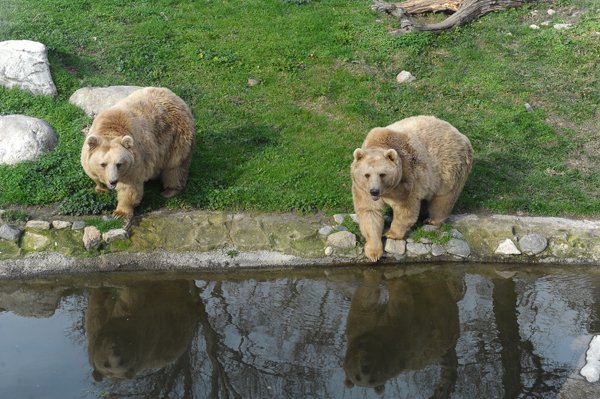 Ayılar kış uykusuna yatmadı